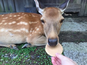 Nara: It was too difficult for me to resist buying some snacks for the deer roaming around the city. ~ Rony Ballouz 