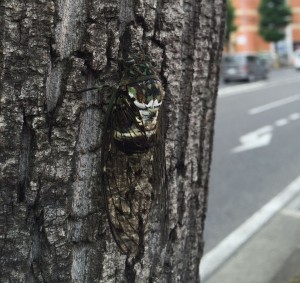 Camouflaged Cicada: I don’t know how I was able to spot this little guy on my daily commute. ~ Rony Ballouz