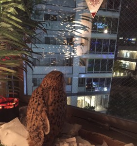 Existential Owl: He contemplates life outside the bustle of Akihabara. ~ Rony Ballouz