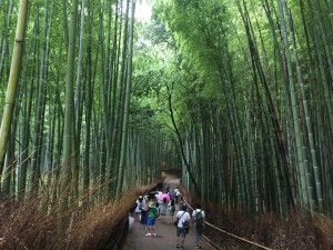 Surrounded by bamboo in the groves of Arashiyama. - Daniel Gilmore