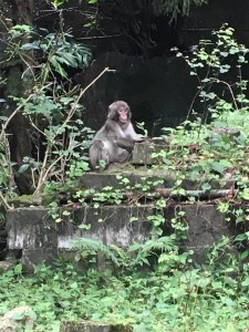 Monkey spotted while hiking. ~ Brinda Malhotra
