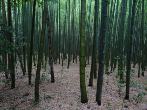 Entered the bamboo groves of Arashiyama. It is quite easy to get lost in here! ~ Donald Swen