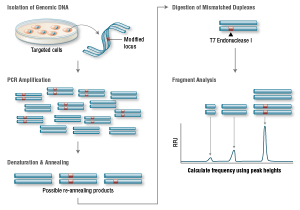 The mechanism of T7 Endonuclease I ~ Hiromi Miwa